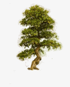 Trees Png Download - Big Old Tree Png, Transparent Png, Free Download