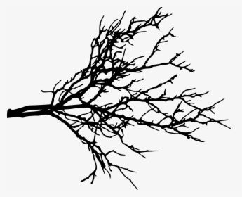 Tree Branches Silhouette Png, Transparent Png, Free Download