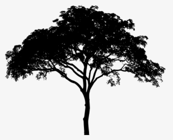 Tree, Plant, Vegetation, Arbor, Silhouette, Environment, HD Png Download, Free Download