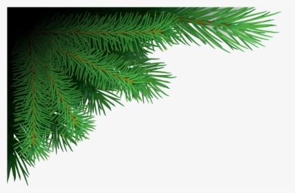 Xmas Tree Branches Png Image - Pine Branches Png, Transparent Png, Free Download