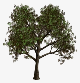 Png Gallery Yopriceville High - Forest Tree Transparent Background, Png Download, Free Download