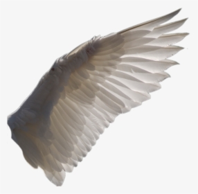 Bird Wing Transparent Background, HD Png Download, Free Download