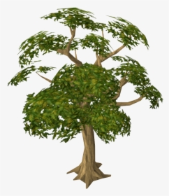 Jungle Trees Png - Mahogany Tree, Transparent Png, Free Download