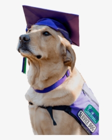 Golden Retriever Service Dog, HD Png Download, Free Download