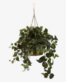 Png And Pngs Image - Philodendron Hanging, Transparent Png, Free Download