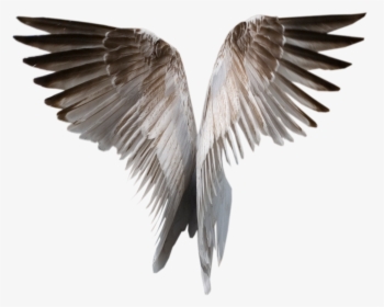 Angel Wings Png Transparent - Realistic Wings Transparent Background, Png Download, Free Download