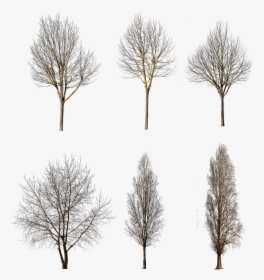 Tree Winter Cutout Free, HD Png Download, Free Download