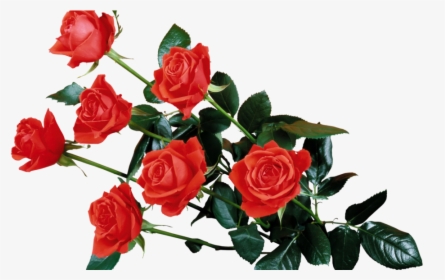 Red Rose Transparent Png - Rose Flower Png Hd, Png Download, Free Download