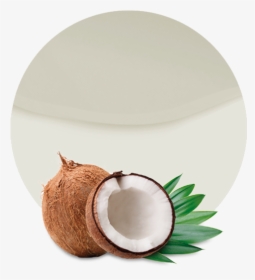 Coconut Png, Transparent Png, Free Download