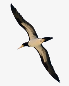 Flying Bird Png - Birds Flying Png Hd, Transparent Png, Free Download