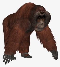 Transparent Zoo Clipart Png - Bornean Orangutan Png, Png Download, Free Download