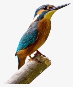 Free Download Of Birds Png Picture - King Fisher Image Down Load, Transparent Png, Free Download