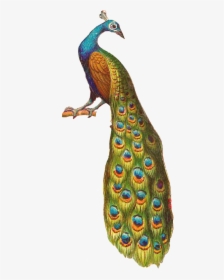 Antique Images Free Bird Graphics Cartoon Parrot Clip - Peacock Sitting On Tree, HD Png Download, Free Download