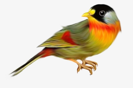 Best Free Birds In Png, Transparent Png, Free Download