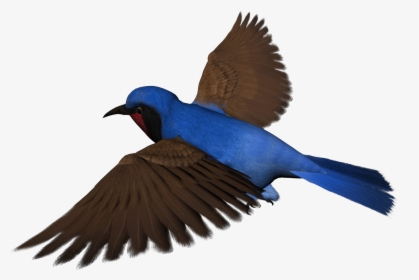 Transparent Real Birds Png - Real Bird Clip Art, Png Download, Free Download