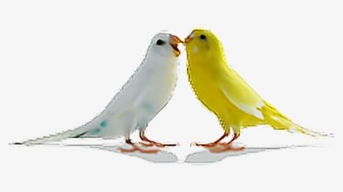 Free Png Download Love Birds Png Images Background - Png Hd Download Birds, Transparent Png, Free Download