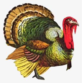 Turkey Png File - Vintage Turkey, Transparent Png, Free Download