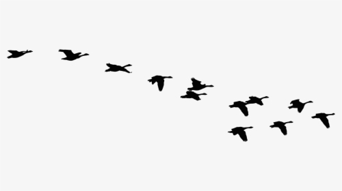 Migration Drawing Free Bird - Flock Of Geese Silhouette, HD Png Download, Free Download