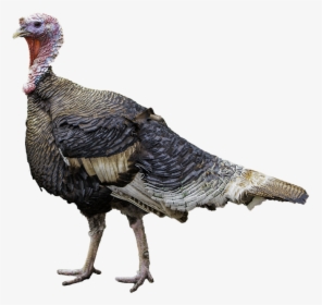 Turkey Bird Png Free Download - Transparent Background Turkey Png, Png Download, Free Download