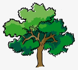 Oak Clipart Deciduous Tree - Tree Drawing With Color, HD Png Download, Free Download