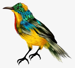 Colorful Birds Png Free Image Download - Picsart Birds Png Hd, Transparent Png, Free Download