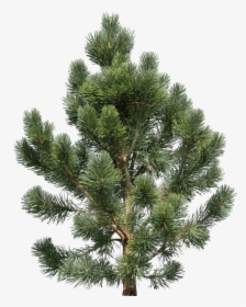 Fir Tree - Transparent Png Pine Tree, Png Download, Free Download