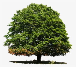 Deciduous Tree In Summer, HD Png Download, Free Download