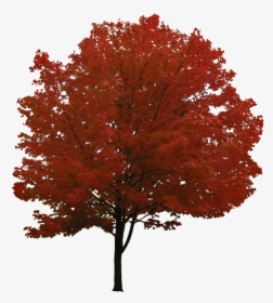 Red Tree - Red Maple Tree Png, Transparent Png, Free Download