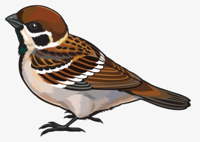 Sparrow Bird Png Free Download - Clipart Image Of Sparrow, Transparent Png, Free Download