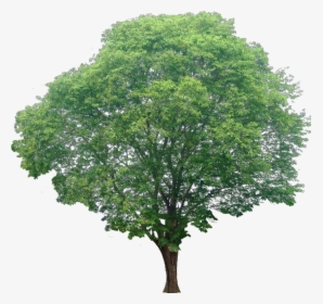 Hd Tree White Background, HD Png Download, Free Download