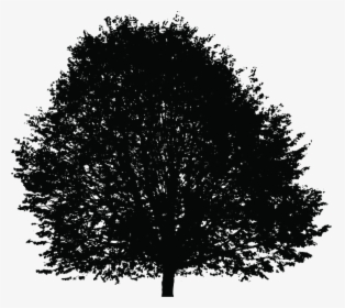 Tree Silhouette Deciduous Clip Art - Portable Network Graphics, HD Png Download, Free Download