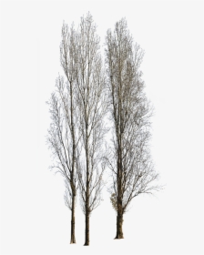 Populus Nigra Trees Png, Transparent Png, Free Download