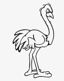 Common Ostrich Drawing Cartoon Clip Art - Cartoon Black And White Ostrich Png, Transparent Png, Free Download
