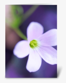 Glow Flower Greeting Card - Redwood Sorrel, HD Png Download, Free Download