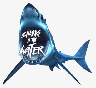 Sharks-banner - Transparent Background Shark Png, Png Download, Free Download
