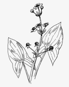 Katniss Plant Drawing, HD Png Download, Free Download