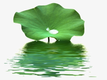 This Product Design Is Lotus Leaf Water Wave Texture - Lotus Leaf Png, Transparent Png, Free Download