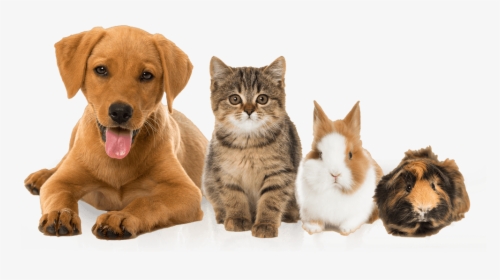 Pets Dog And Cat And Rabbit- - Transparent Images Of Pets, HD Png Download, Free Download