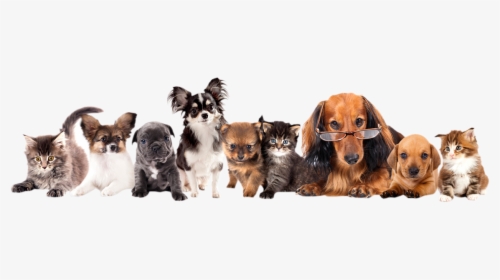 Adoption Event, HD Png Download, Free Download