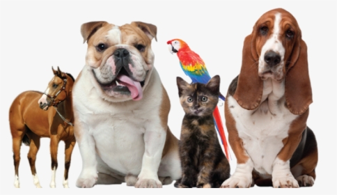 Thumb Image - Pets And Animals, HD Png Download, Free Download