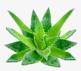 Aloe Vera Png High-quality Image - Aloe Vera Png Transparent, Png Download, Free Download
