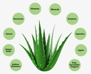Aloe Vera Benefits - Aloe Barbadensis Aloe Vera, HD Png Download, Free Download