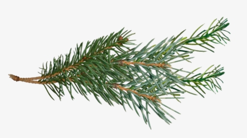 Pine Branch Png Pic - Pine Branch Clip Art, Transparent Png, Free Download