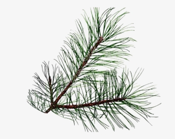 Pine Branch Png Transparent - Pine Tree Leaf Png, Png Download, Free Download