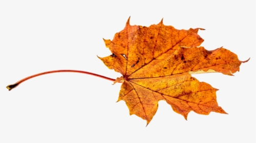 Autumn, Leaves, Leaf, Png, Transparent, Fall Color - Leaf Autumn Fall Png, Png Download, Free Download