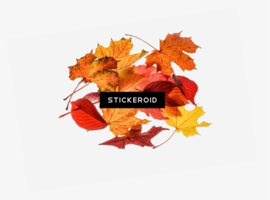 Autumn Leaves Collection - School Fall Break, HD Png Download, Free Download