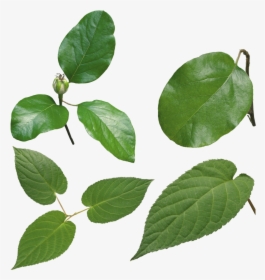 Green Leaves Png Image - Green Beans Leaves Png, Transparent Png, Free Download