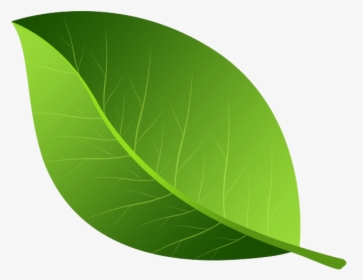 Green Leaves Png Photos - Green Leaf Png, Transparent Png, Free Download