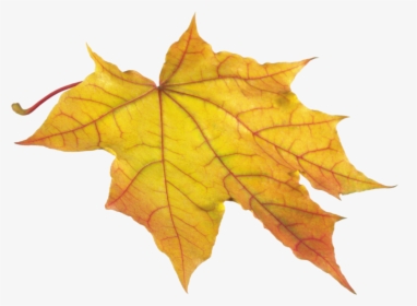 Yellow Leaf Png Image - Sycamore Leaves Fall, Transparent Png, Free Download