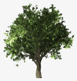 Black Oak Tree Png, Transparent Png, Free Download